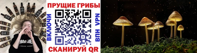 Галлюциногенные грибы GOLDEN TEACHER мега ССЫЛКА Кувшиново